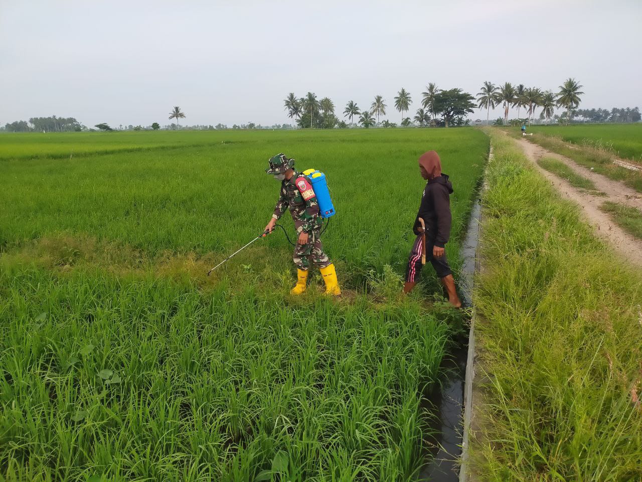 Basmi Hama Tanaman Padi Babinsa Kodim Pinrang Bantu Petani